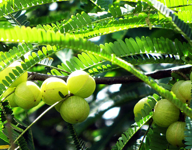 immunity bootiing local food amla