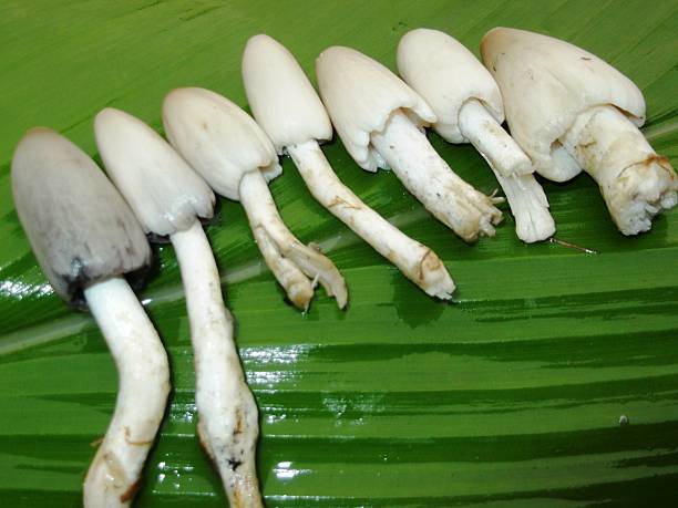 immuntiny boosting food wild mushrooms